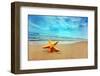 Starfish on the Beach-Michal Bednarek-Framed Photographic Print