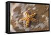 Starfish on the Sandy Beachs of Keihi, Maui Hawaii in the Evening Light-Darrell Gulin-Framed Stretched Canvas