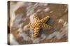 Starfish on the Sandy Beachs of Keihi, Maui Hawaii in the Evening Light-Darrell Gulin-Stretched Canvas