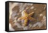 Starfish on the Sandy Beachs of Keihi, Maui Hawaii in the Evening Light-Darrell Gulin-Framed Stretched Canvas