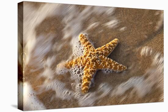 Starfish on the Sandy Beachs of Keihi, Maui Hawaii in the Evening Light-Darrell Gulin-Stretched Canvas