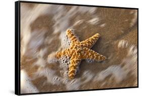 Starfish on the Sandy Beachs of Keihi, Maui Hawaii in the Evening Light-Darrell Gulin-Framed Stretched Canvas