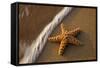 Starfish on the Sandy Beachs of Keihi, Maui Hawaii in the Evening Light-Darrell Gulin-Framed Stretched Canvas