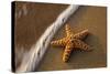 Starfish on the Sandy Beachs of Keihi, Maui Hawaii in the Evening Light-Darrell Gulin-Stretched Canvas