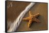 Starfish on the Sandy Beachs of Keihi, Maui Hawaii in the Evening Light-Darrell Gulin-Framed Stretched Canvas