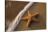 Starfish on the Sandy Beachs of Keihi, Maui Hawaii in the Evening Light-Darrell Gulin-Stretched Canvas