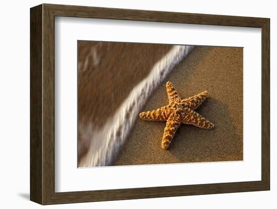 Starfish on the Sandy Beachs of Keihi, Maui Hawaii in the Evening Light-Darrell Gulin-Framed Photographic Print