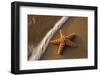 Starfish on the Sandy Beachs of Keihi, Maui Hawaii in the Evening Light-Darrell Gulin-Framed Photographic Print