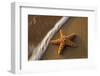 Starfish on the Sandy Beachs of Keihi, Maui Hawaii in the Evening Light-Darrell Gulin-Framed Photographic Print