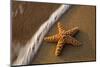 Starfish on the Sandy Beachs of Keihi, Maui Hawaii in the Evening Light-Darrell Gulin-Mounted Photographic Print