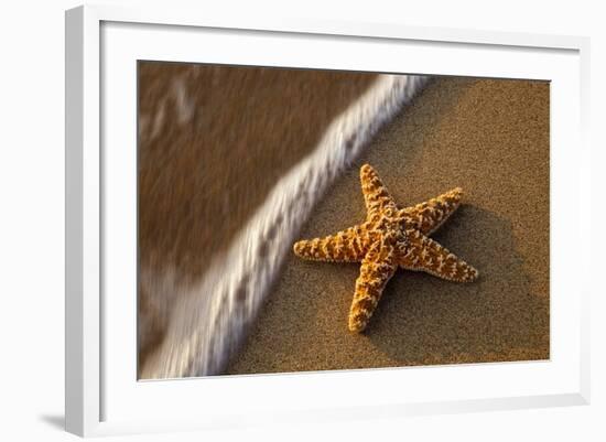 Starfish on the Sandy Beachs of Keihi, Maui Hawaii in the Evening Light-Darrell Gulin-Framed Photographic Print