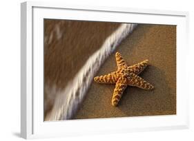 Starfish on the Sandy Beachs of Keihi, Maui Hawaii in the Evening Light-Darrell Gulin-Framed Photographic Print