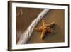 Starfish on the Sandy Beachs of Keihi, Maui Hawaii in the Evening Light-Darrell Gulin-Framed Photographic Print