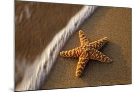 Starfish on the Sandy Beachs of Keihi, Maui Hawaii in the Evening Light-Darrell Gulin-Mounted Photographic Print