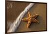 Starfish on the Sandy Beachs of Keihi, Maui Hawaii in the Evening Light-Darrell Gulin-Framed Photographic Print