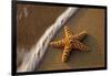 Starfish on the Sandy Beachs of Keihi, Maui Hawaii in the Evening Light-Darrell Gulin-Framed Photographic Print