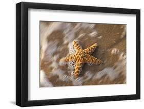 Starfish on the Sandy Beachs of Keihi, Maui Hawaii in the Evening Light-Darrell Gulin-Framed Photographic Print