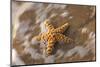 Starfish on the Sandy Beachs of Keihi, Maui Hawaii in the Evening Light-Darrell Gulin-Mounted Photographic Print