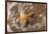 Starfish on the Sandy Beachs of Keihi, Maui Hawaii in the Evening Light-Darrell Gulin-Framed Photographic Print