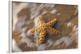 Starfish on the Sandy Beachs of Keihi, Maui Hawaii in the Evening Light-Darrell Gulin-Framed Photographic Print