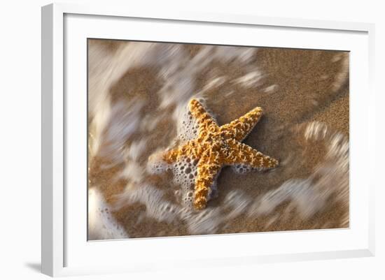 Starfish on the Sandy Beachs of Keihi, Maui Hawaii in the Evening Light-Darrell Gulin-Framed Photographic Print