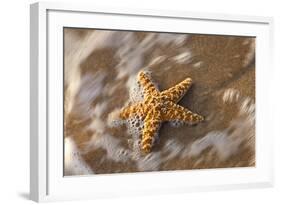 Starfish on the Sandy Beachs of Keihi, Maui Hawaii in the Evening Light-Darrell Gulin-Framed Photographic Print