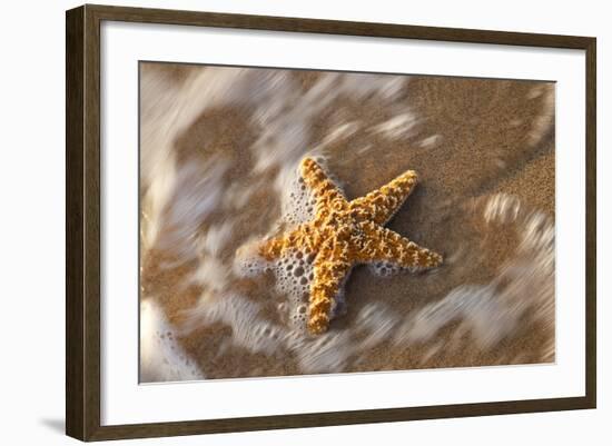 Starfish on the Sandy Beachs of Keihi, Maui Hawaii in the Evening Light-Darrell Gulin-Framed Photographic Print