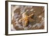 Starfish on the Sandy Beachs of Keihi, Maui Hawaii in the Evening Light-Darrell Gulin-Framed Photographic Print