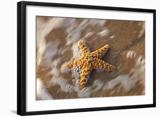 Starfish on the Sandy Beachs of Keihi, Maui Hawaii in the Evening Light-Darrell Gulin-Framed Photographic Print