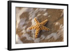 Starfish on the Sandy Beachs of Keihi, Maui Hawaii in the Evening Light-Darrell Gulin-Framed Photographic Print