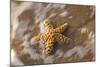 Starfish on the Sandy Beachs of Keihi, Maui Hawaii in the Evening Light-Darrell Gulin-Mounted Photographic Print