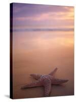 Starfish, Pigeon Pt, Tobago-Peter Adams-Stretched Canvas