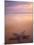 Starfish, Pigeon Pt, Tobago-Peter Adams-Mounted Photographic Print