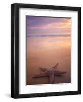 Starfish, Pigeon Pt, Tobago-Peter Adams-Framed Photographic Print