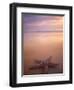 Starfish, Pigeon Pt, Tobago-Peter Adams-Framed Photographic Print