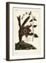 Starfish Plant, Orbea Variegata 1 and White Swallow-Wort, Vincetoxicum Hirundinaria 2-The Younger Dupin-Framed Giclee Print