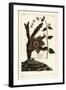 Starfish Plant, Orbea Variegata 1 and White Swallow-Wort, Vincetoxicum Hirundinaria 2-The Younger Dupin-Framed Giclee Print