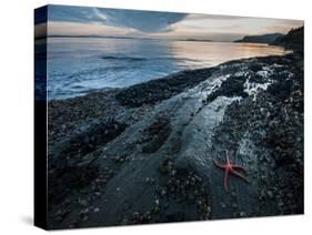 Starfish.  Puget Sound. Washington.-Steven Gnam-Stretched Canvas