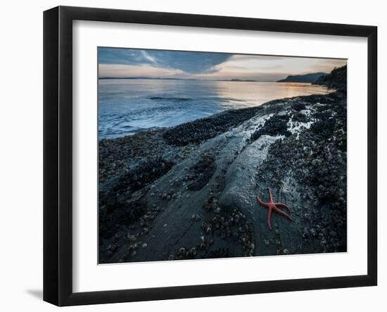 Starfish.  Puget Sound. Washington.-Steven Gnam-Framed Premium Photographic Print