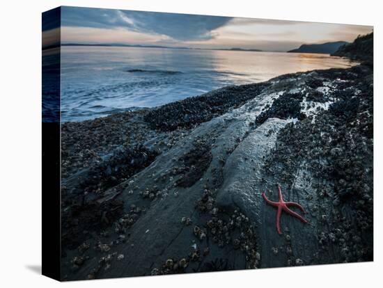 Starfish.  Puget Sound. Washington.-Steven Gnam-Stretched Canvas