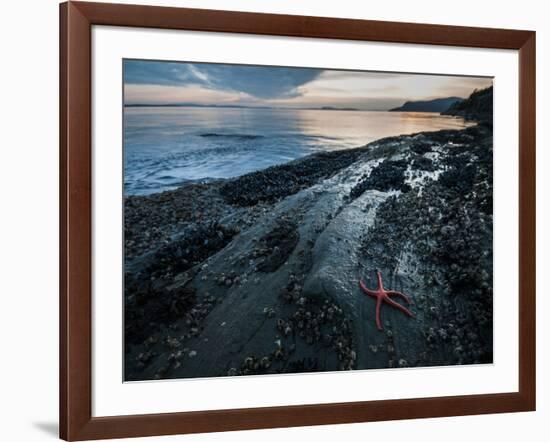 Starfish.  Puget Sound. Washington.-Steven Gnam-Framed Photographic Print