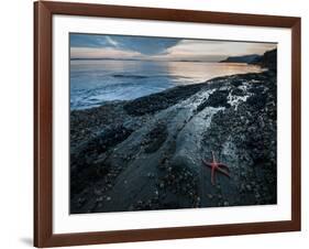 Starfish.  Puget Sound. Washington.-Steven Gnam-Framed Photographic Print