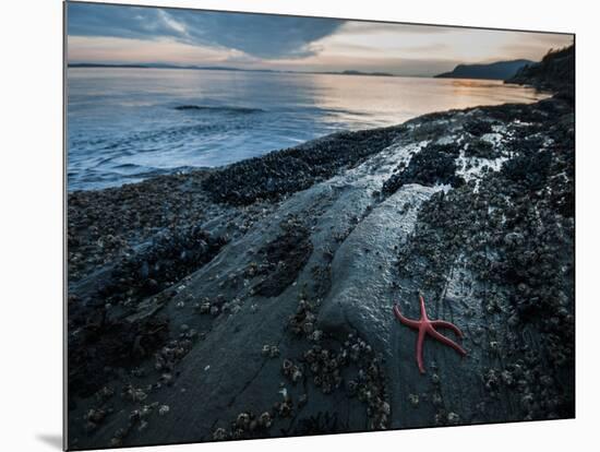 Starfish.  Puget Sound. Washington.-Steven Gnam-Mounted Photographic Print