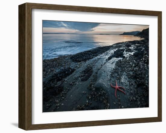 Starfish.  Puget Sound. Washington.-Steven Gnam-Framed Photographic Print