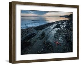 Starfish.  Puget Sound. Washington.-Steven Gnam-Framed Photographic Print