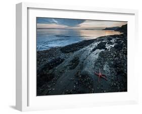 Starfish.  Puget Sound. Washington.-Steven Gnam-Framed Photographic Print