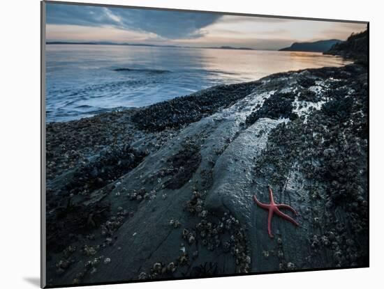 Starfish.  Puget Sound. Washington.-Steven Gnam-Mounted Photographic Print