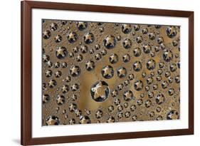 Starfish reflected in dew drops-Darrell Gulin-Framed Photographic Print