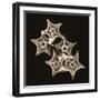 Starfish Sepia-Albert Koetsier-Framed Photographic Print