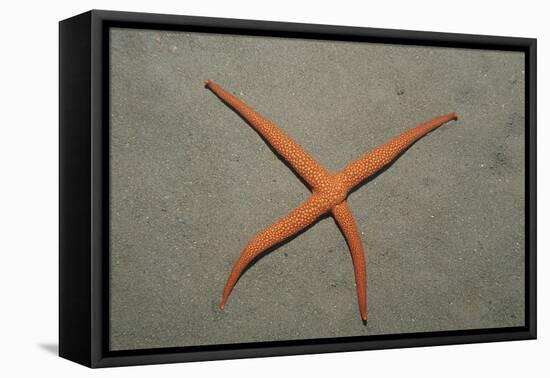 Starfish Showing Regeneration of Injured Arm, Asteroidea, Bali, Indian Ocean, Indonesia.-Reinhard Dirscherl-Framed Stretched Canvas